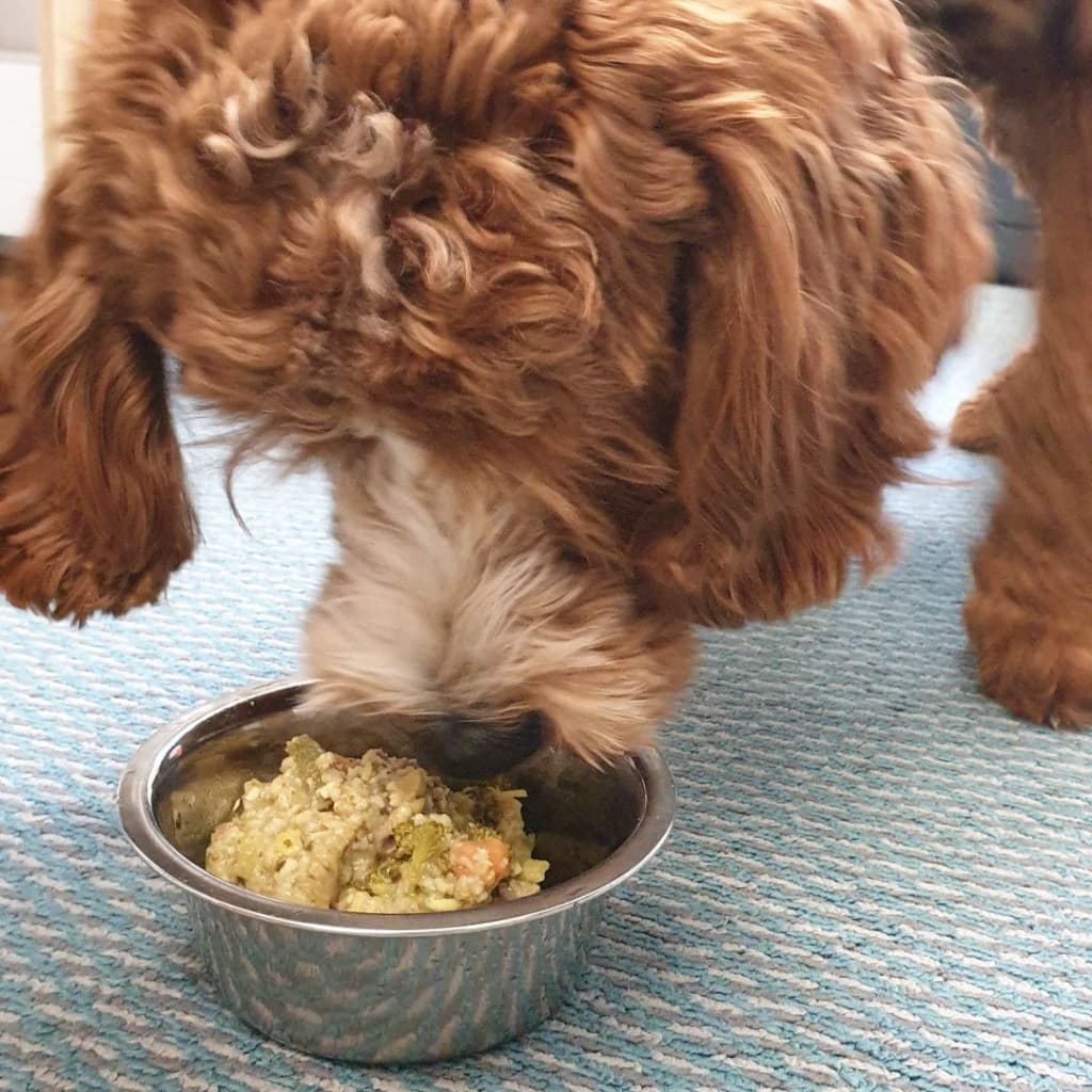 Cockapoo enjoying fresh food